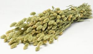 PHALARIS 70cm ΦΥΣΙΚΟ 1 ΤΕΜΑΧΙΟ