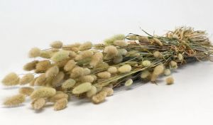 ΑΠΟΞΗΡΑΜΕΝΟ LAGURUS 70cm ΦΥΣΙΚΟ 1 ΤΕΜΑΧΙΟ