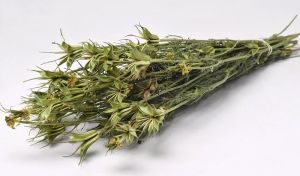 NIGELLA ORIENTALIS 40cm 1 ΤΕΜΑΧΙΟ