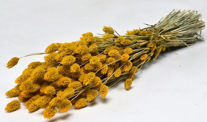 PHALARIS 70cm ΚΙΤΡΙΝΟ 1 ΤΕΜΑΧΙΟ